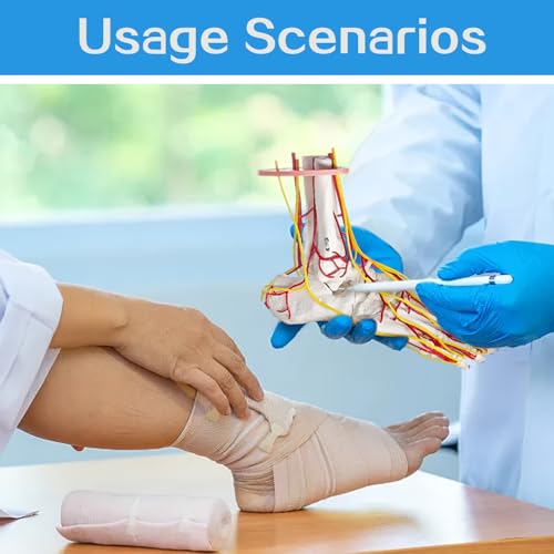 Image of Foot Vascular Arterial Model, Foot Model, Human Size Foot Skeletal Model with Arteries - Detailed Anatomical Structure for Medical Research and Patient Education