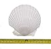 Goldenvalueable Large Natural Baking Shells White Scallops, 4-Inches, Set of 8