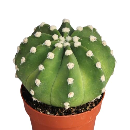 Cactus Echinopsis Denudatum Natural Planta de Cuidado Sencillo