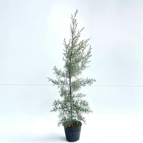 山採り天然 クロモジ 4本立ち 10 山採り天然 クロモジ 4本立ち 10