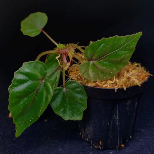 �x�S�j�A �n���f���[ Begonia handelii �p���_���E�� �r�o���E��