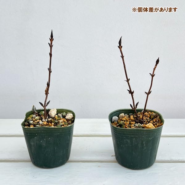 Amazon.co.jp: ヤマアジサイ：御厨の暁（ミクリヤノアカツキ）3-3.5号