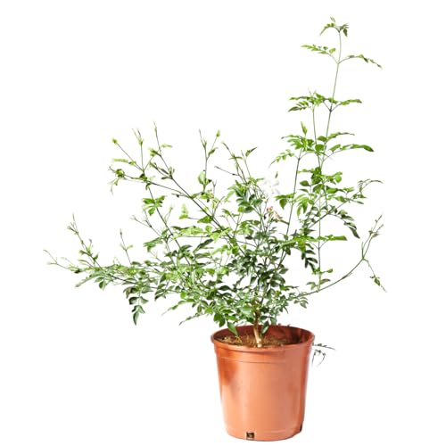 Verdecora Jazmín Andaluz en maceta de 3L | Planta natural de exterior con flor | Jasminum grandiflorum | Jazmín Real | Flores abundantes y olorosas | Trepadora Aromática de Floración abundante