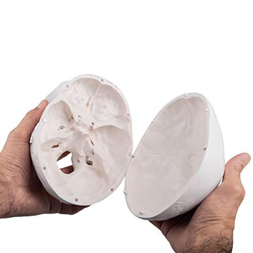 Image of Human Skull Anatomical Model, Life Size Replica Adult Human Anatomy Head Model with Removable Skull Cap and Articulated Mandible, Labeled Diagram Poster Included