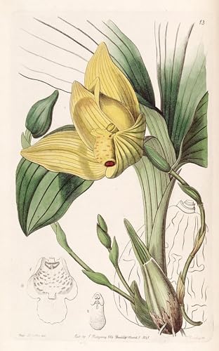 Tableau Toile Lycaste Cruenta SERENDIPITP peinture décorative murale 60x90cm