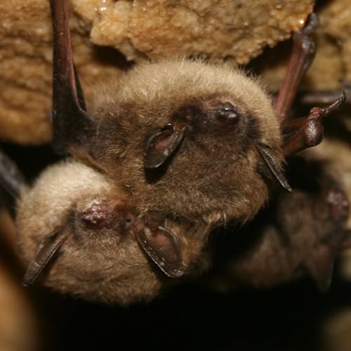 UBC Okanagan Students and a Peachland Conservation Group are Using Bats and Bugs to Build Community Conservation