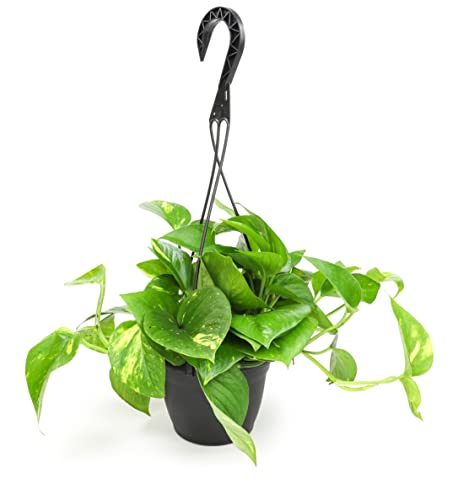 Golden Pothos Plant Live In Hanging Planter Pot, Live Pothos Live Plant Trailing Plants Live Plants, Money Plant Indoor Plants Live Houseplants, Devils Ivy House Plants Indoors Live By Plants For Pets #TOP5