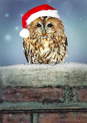 Northern Exposure Owl Wearing Santa Hat Box of 12 Christmas Cards