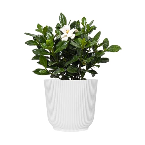 Gardenia Live Plant by United Nursery Fragrant Flowering House Plant 6-inch Decorative Pot Lush Glossy Green Foliage & Pure White Blooms Perfect for Home Decor