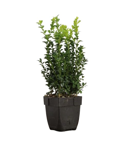 Boj Natural - Buxus - Planta de Exterior Resistente Perfecta para Formar Cercados