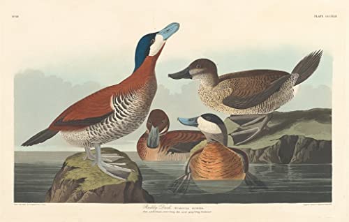 Affiche canard roux Audubon decoration murale pour grand mur vide