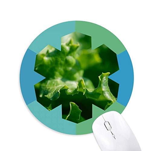 _炩tA̎R̎ʐ^ ~`S̐}EXpbh