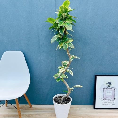 観葉植物 8号 ゴムの木」の人気商品一覧 | 安い商品を通販サイトから