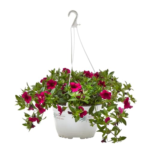 Verdecora Petunia Million Bells en maceta colgante Ø16cm | Calibrachoa | Planta natural de exterior con flor | Florecimiento rápido | Forma de campana | Colores variados