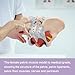 1:1 Life Size Human Female Pelvis Model with Pelvic Floor Muscles Perineal Model All in One Female Anatomy Model Skeleton for the teaching of physiology and hygiene in the teaching of anatomy schools