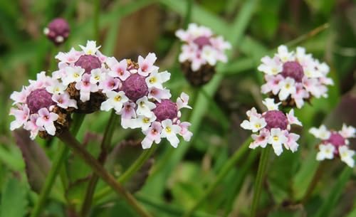 Frogfruit 3 Live Plants (Phyla nodiflora) Native Groundcover for Pollinator Gardens & Lawn Alternative Low Growing Perennial Drought Tolerant Full Sun Landscaping Plant