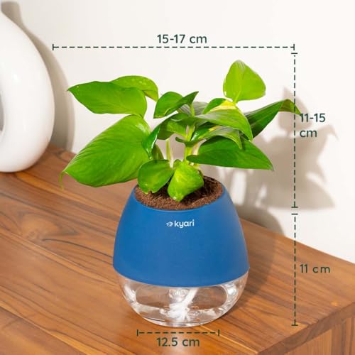 Image of Kyari Money Variegated Indoor Live Plants with Blue Self Watering Pot - Oval Pot 4 Inch