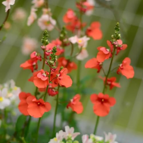 elfensporn - blumensamen balkonpflanzen winterhart blumendeko wiesenblumen pflanztopf winterharte wildblumensamen blumenwiese herbstaussaat 300samen