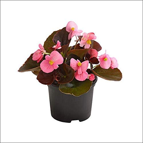 Healthy Vibe� live Begonia Pink Long plant in Polybag Live plant (B0C6Q8PJMN) Amazon Price History, Amazon Price Tracker