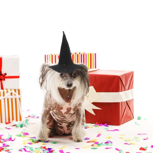 Sombrero de Bruja para Mascotas Halloween miniatura 2