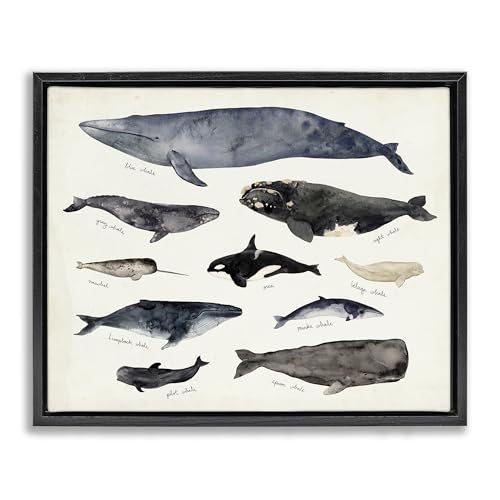 Stupell Industries 'Vintage Nautical Chart of Whales Ocean Life ', Floating Frame Canvas Art, Black, 21 x 17 Inches, Easy to Hang and Sturdy, Made in USA, by Victoria Barnes