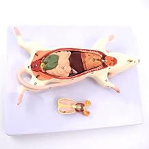 Human Anatomy Cube,Anatomically Medical Model, Skull Model Skeleton Anatomy Model,Rat Anatomy Model White Mouse Internal Organ Structure Anatomy Biology Teaching Experimental Animal Anatomical Husband