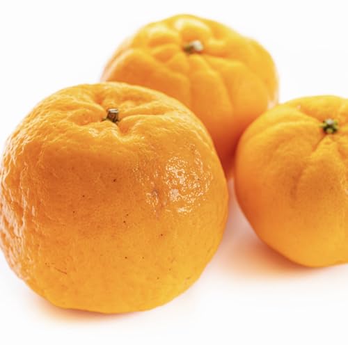 徳村の訳ありぽんかん サイズおまかせ5kg