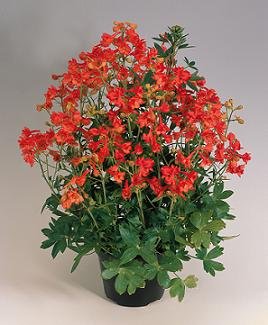 Red Fox Delphinium 100 semi