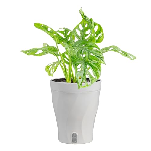 Costa Farms Little Monstera Plant, Easy to Grow Houseplant, Live Indoor Plant Potted in Cute Garden Plant Pot, Potting Soil, Housewarming Gift, Home, Office, and Tropical Room Decor, 12-Inches Tall