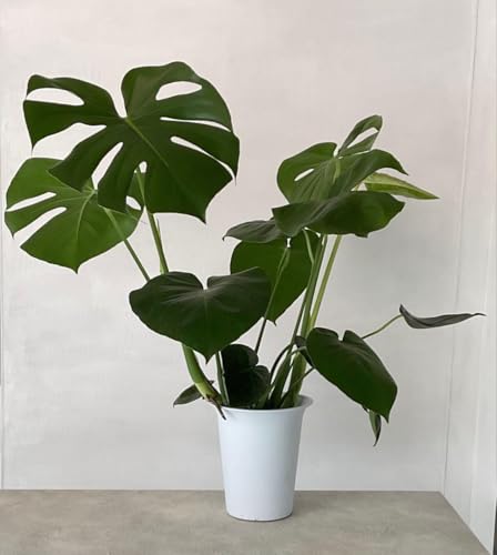 観葉植物モンステラ」の人気商品一覧 | 安い商品を通販サイトから探す