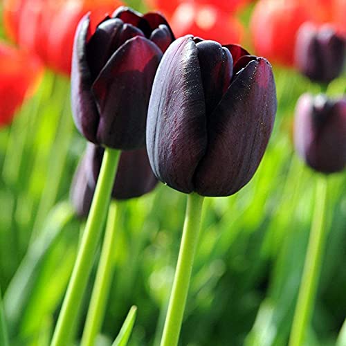 tulip flower bulbs for home garden, Tulip bulbs for Tulip Plants Outdoor and Indoor (Pack of 1, Black)