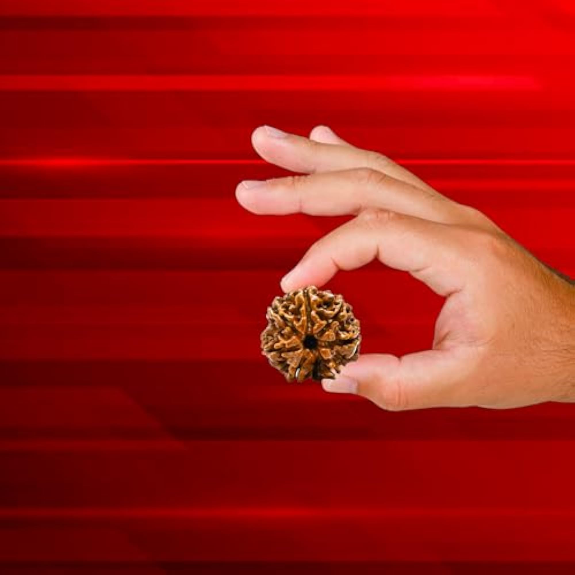 7 Mukhi Original Certified Nepali Rudraksha Pendant, Unisex
