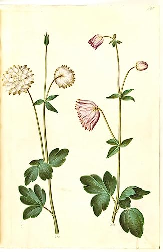 Poster Aquilegia Hans Simon Holtzbecker 50x70cm LIBINUP pour habiller un mur vide sans éclat