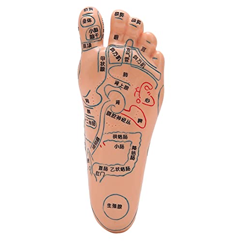 Acupunctuur Voet Model, Acupunctuur Onderwijs 19cm/7.5in Voeten Voet Model voor Massage voor Onderwijs Accessoire voor… - Afbeelding 5