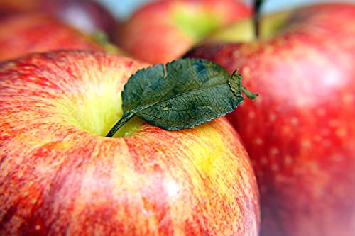 Kejora Fresh Organic Gala Apple 3 Lb #TOP2