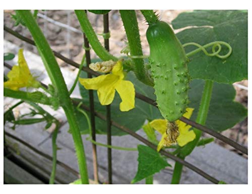 PREMIER SEEDS DIRECT - CUCUMBER - GHERKIN - PICCOLO DI PARIGI - 50 SEEDS