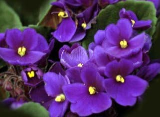 Violet Leaf Blue, Cut&Sifted - Wildcrafted - Viola odorata (454g = One Pound) Brand: Herbies Herbs