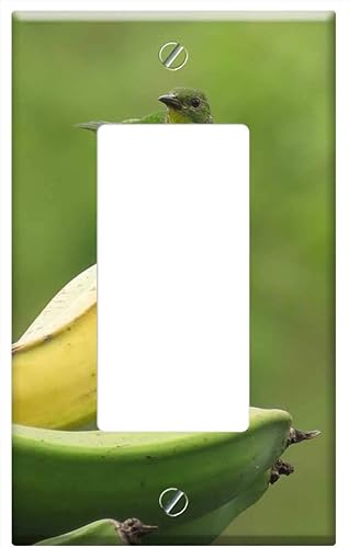 Placa de interruptor basculanteGFCI  Aves naturales pájaro plátano árbol fauna quindio