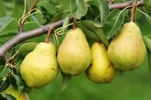 Image of Long Nashpati Fruit Plant | Live Pear Tree | Healthy Plant for Home Garden, Terrace & Outdoor Gardening | Pack of 1