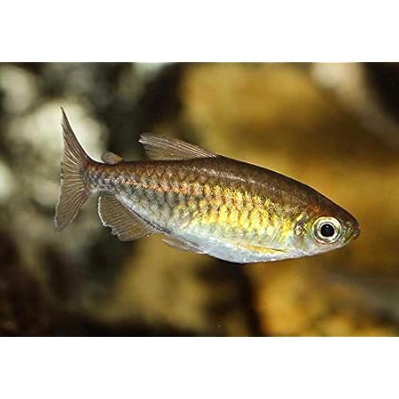 Amazon 熱帯魚 コンゴテトラ ｓサイズ １０匹 北海道 九州 沖縄航空便要保温 Charm チャーム 水槽 アクアリウム 通販