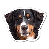 Magnet America Bernese Mountain Dog Magnet is 3.75' x 4.875' Made for Vehicles and Refrigerators