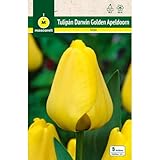 PREPARACIÓN PARA LA PRIMAVERA FUTURA: La siembra de bulbos en otoño prepara el terreno para una explosión de color en primavera, cuando estas plantas florecen, anticipando una nueva temporada de crecimiento y renovación.