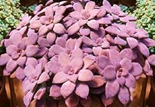 Bonsai Seeds Evergreen Perennial Flower Seeds Pachira Clivia Mint Green Dill Chlorophytum Flower Seeds: Only Seeds