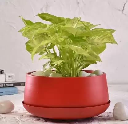See full amazon price history chart for INSHREYS Round Shape Matte Finish Handi Style Metal Pots for Home and Garden Décor Iron Vase (Red Handi Tray) INSHREYS Round Shape Matte Finish Handi Style Metal Pots for Home and Garden Décor Iron Vase (Red Handi Tray) (B0CDHM8ZWR) Amazon Price History, Amazon Price Tracker