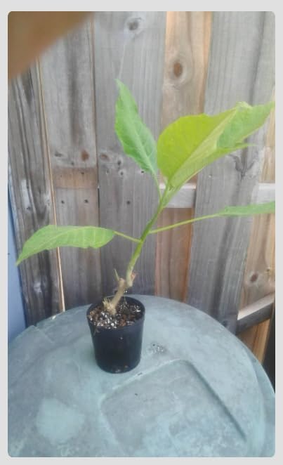 Brugmansia ‘Ecuador Pink’ Angel’s Trumpet – Live Tropical Plant – Huge Fragrant Pink Trumpet Flowers – Rare Exotic Flowering Shrub – 3 Inch Pot