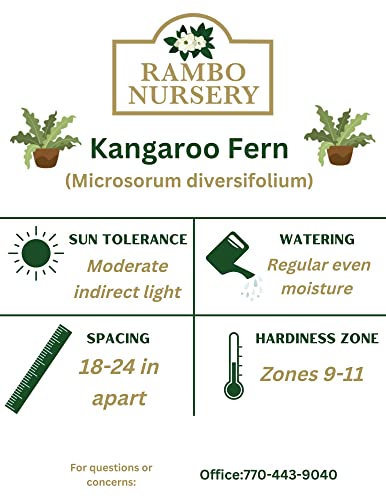 8 In. Kangaroo Fern Plant (Microsorum Diversifolium) In Hanging Basket #TOP1