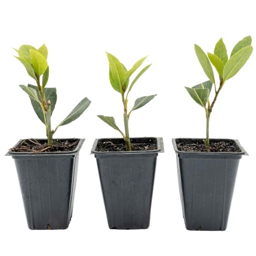 3 Bay Laurel (Laurus nobilis) – Aromatic Edible Evergreen Tree or Shrub for Hedges & Culinary Use | 3.5” Nursery Cubes, Ready-to-Plant Live Starter Plants
