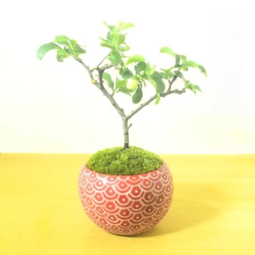 POTOCO ~   ϗtA 픫 ~ ~ ۋ  Mtg