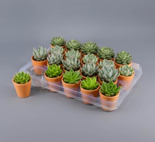 Pack de 20 plantas Echeveria Barro, altura de 10 cm en maceta de 6,5 cm. Suculenta compacta, elegante y fácil de cuidar para interior o exterior. Segura Garden.