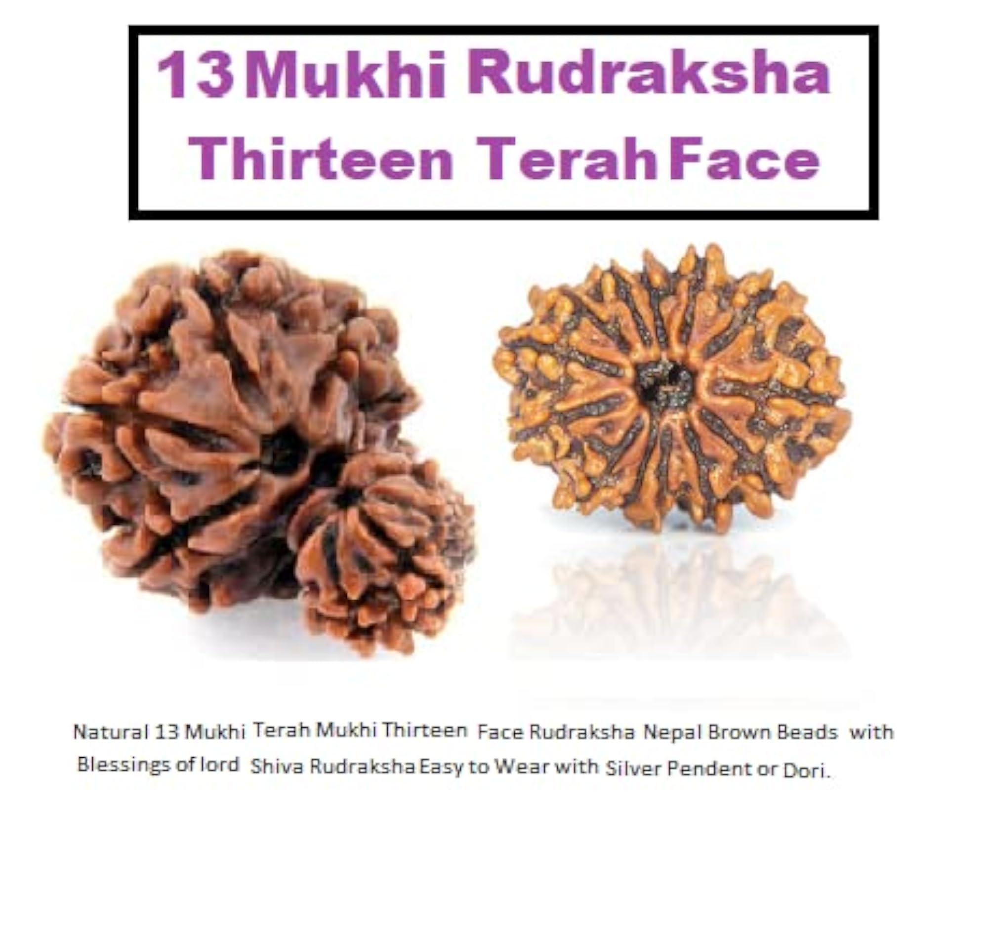 Thirteen Mukhi Holy Beads, Certified by Lab